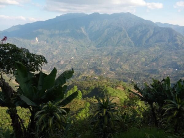 Café Capucas – Grand cru bio et équitable du Honduras, variétés Bourbon rouge et Catuaï