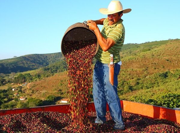 Paysage de plantations de café dans la région du Cerrado Mineiro, au Brésil, où plus de 4 500 producteurs cultivent exclusivement de l’Arabica.