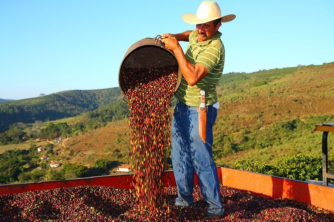 Paysage de plantations de café dans la région du Cerrado Mineiro, au Brésil, où plus de 4 500 producteurs cultivent exclusivement de l’Arabica.