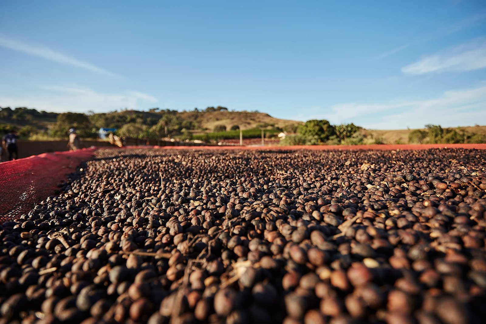 Paysage de plantations de café dans la région du Cerrado Mineiro, au Brésil, où plus de 4 500 producteurs cultivent exclusivement de l’Arabica.