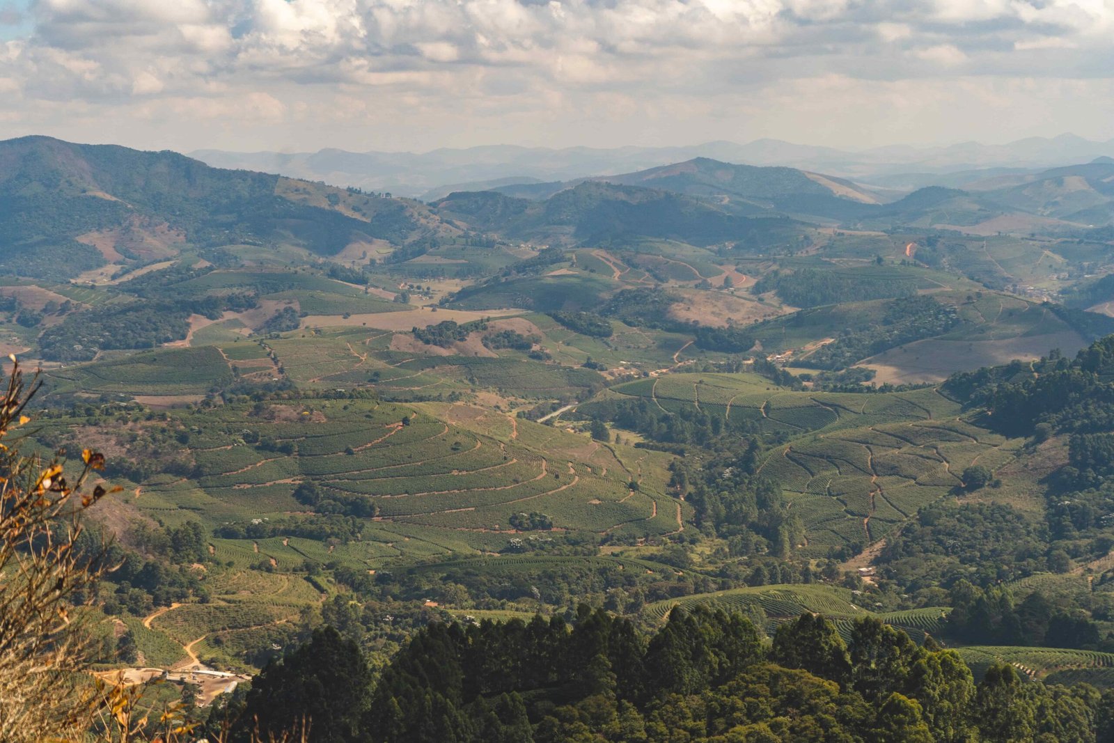 Paysage de plantations de café dans la région du Cerrado Mineiro, au Brésil, où plus de 4 500 producteurs cultivent exclusivement de l’Arabica.