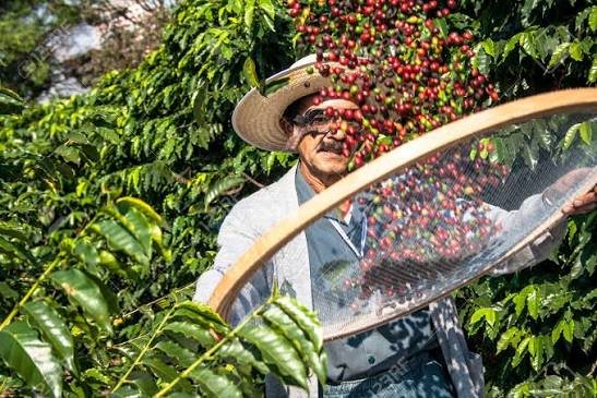 Paysage de plantations de café dans la région du Cerrado Mineiro, au Brésil, où plus de 4 500 producteurs cultivent exclusivement de l’Arabica.