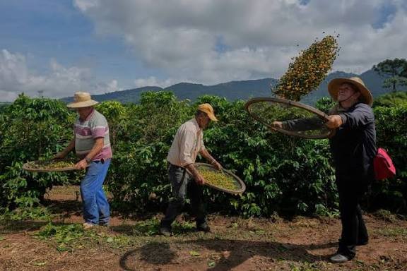 Paysage de plantations de café dans la région du Cerrado Mineiro, au Brésil, où plus de 4 500 producteurs cultivent exclusivement de l’Arabica.